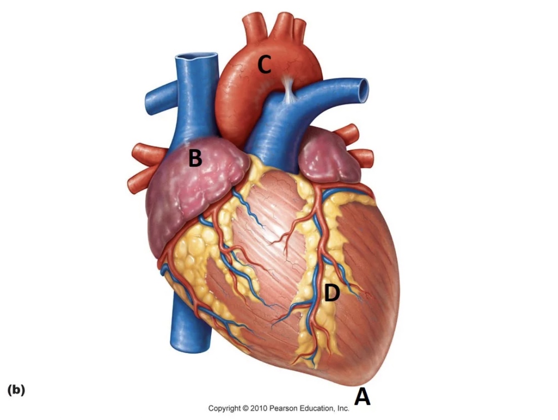 <p>“C” represents the ___ of the heart.</p>