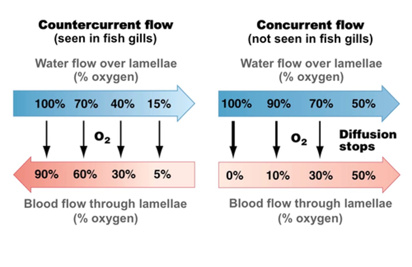 <p>COUNTER-CURRENT SYSTEM</p><p>low conc of oxygen in water than air</p><p>Water, containing oxygen, enters fish through mouth and passes out through the gills</p><p>Gill made of many thin plates called gill filaments</p><p>Gill filaments have large SA for gas exchange</p><p>Gill filament covered in smaller lamellae which increases SA further</p><p>Lamellae is made of thin surface layer of cells and is close to network of blood capillaries</p><p>So increased rate of exchange</p><p>Blood flows in opposite direction to water to maintain large conc gradient</p>