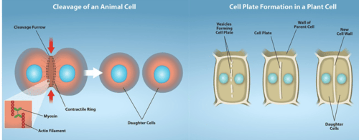 <p>- Not considered part of mitosis, but begins in telophase</p><p>- Division of the cytoplasm during cell division</p><p>In animal cells:</p><p>- An actinomyosin contractile ring constricts the plasma membrane, creating a cleavage furrow</p><p>In plants:</p><p>- Golgi vesicles gather at the cell midplane and fuse to form a cell plate that will become part of the cell wall</p>