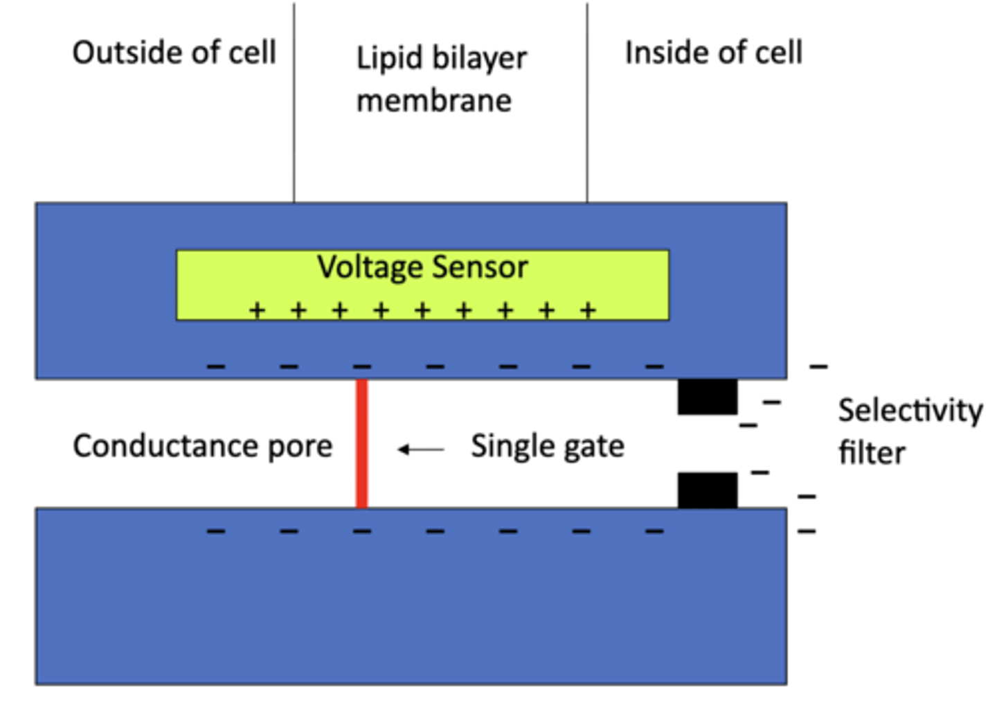 <p>1. a single gate (sodium has 2)</p><p>2. conductance pore</p><p>3. selectivity filter</p><p>4. voltage sensor</p>