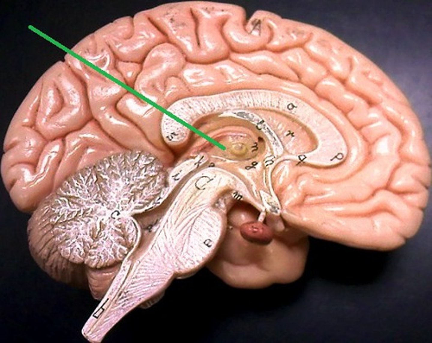 <p>Major sensory relay (gateway to cerebral cortex - all senses except smell pass through here)</p>