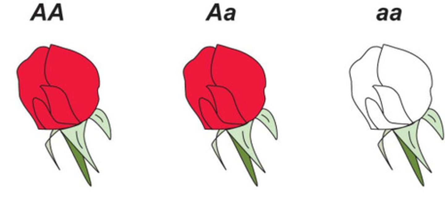 <p>One allele masks the other.</p>