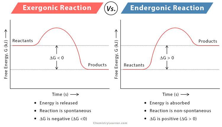 <p>A type of chemical reaction that absorbs energy, resulting in products with higher energy than the reactants</p>
