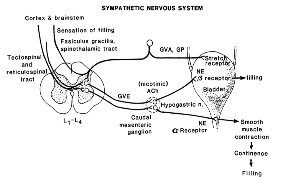 <p>1. inhibition of the parasympathetic NS in the S1-S2 pelvic nerve to detrusor muscle</p><p>2. sympathetic stimulation in L2-L5 and pre-ganglionic fibers synapse at the caudal mesenteric ganglion (cholinergic)</p><p>3. post-ganglionic fibers reach bladder body and neck/urethra via hypogastric nerve</p>
