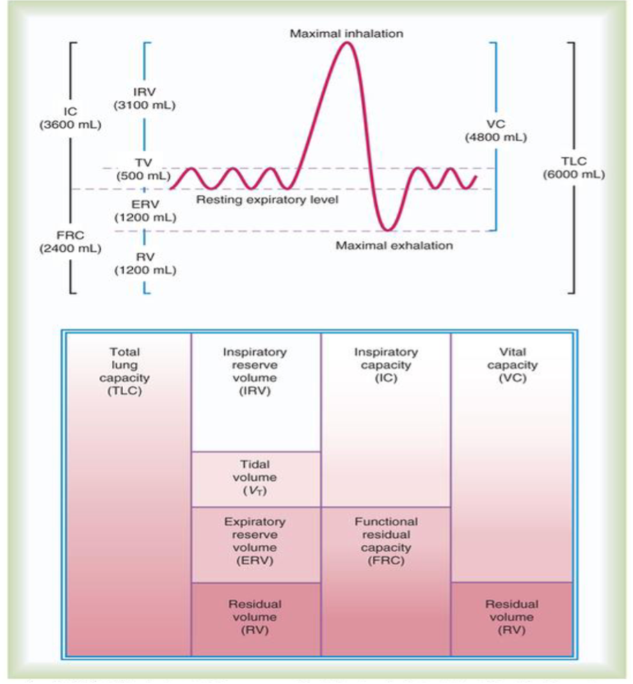 <p>Lung volumes, know them all!</p>