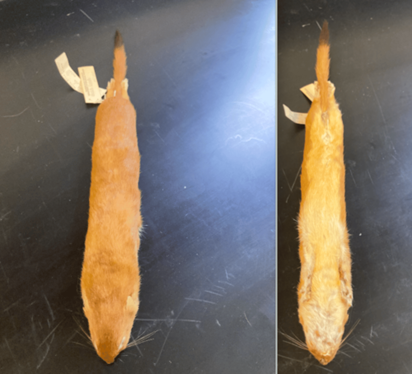 <p>long tailed weasel</p>