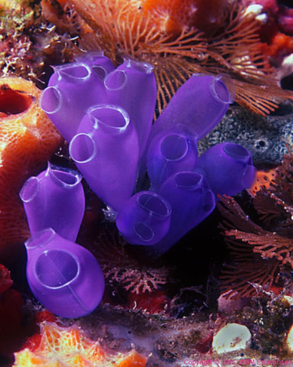 <p>present a rudimentary notochord on their larval development<br>filter feeders<br>sessile, some are planktonic<br>some colonial, other solitary</p>