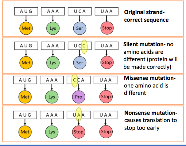 <p>caused by a mistake in base pairing for one nucleotide</p>