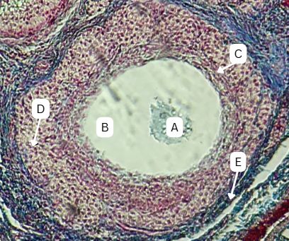 <p>What is the fate of theca cells?</p>