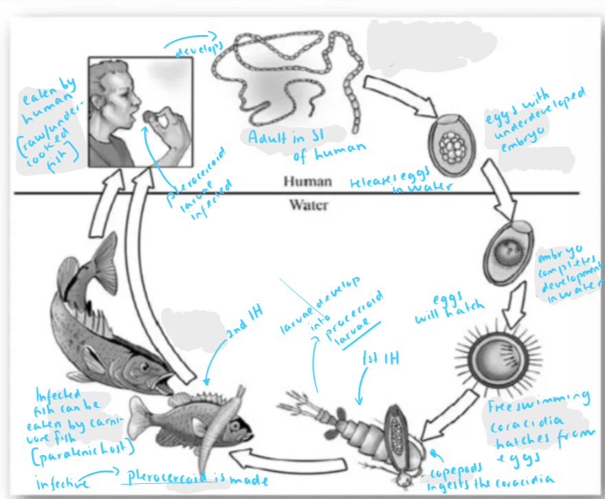 <p><strong>Life cycle of:</strong> genus:<strong> DIPHYLLOBOTHRIUM LATUM </strong>(species). - fish tapeworm. (zoonosis)</p><ul><li><p><em>class: cestoda, order: Pseudophyllidea (bothria - grooves instead of suckers on head, has 2 IH), family: diphyllobothridae. </em></p></li></ul><ol><li><p><strong>Life Cycle Stages:</strong></p><ol><li><p><strong>Eggs in Water</strong>:</p><ul><li><p>Adult tapeworms in the human <span style="color: blue">small intestine</span> release <strong>eggs</strong>, which are passed out in the feces.</p></li><li><p>These eggs are <strong>non-infective</strong> to humans at this stage.</p></li></ul></li><li><p><strong>Development in Water</strong>:</p><ul><li><p>The eggs hatch in <strong>freshwater</strong>, releasing <strong>free-swimming larvae</strong> called <span style="color: blue"><strong>coracidia</strong>.</span></p></li></ul></li><li><p><strong>First Intermediate Host (Copepods)</strong>:</p><ul><li><p>The coracidia are ingested by <strong>copepods</strong> (small aquatic crustaceans).</p></li><li><p>Inside the copepod, the larvae develop into the next stage, called <span style="color: blue"><strong>procercoid larvae</strong>.</span></p></li></ul></li><li><p><strong>Second Intermediate Host (Fish)</strong>:</p><ul><li><p>Infected copepods are eaten by <strong>freshwater fish</strong>.</p></li><li><p>In the fish, the procercoid larvae migrate to the muscles and develop into <span style="color: blue"><strong>plerocercoid larvae</strong>, </span>which are <strong>infective</strong> to humans.</p></li></ul></li><li><p><strong>Definitive Host (Humans or Mammals)</strong>:</p><ul><li><p>Humans become infected by consuming <strong>raw or undercooked fish</strong> containing plerocercoid larvae.</p></li><li><p>In the human intestine, the larvae attach to the intestinal wall and develop into <strong>adult tapeworms</strong>.</p></li><li><p>The adult tapeworms can grow up to <strong>10 meters</strong> in length and release eggs, completing the cycle.</p></li></ul></li></ol><p><strong>Key Points:</strong></p><ul><li><p><strong>Intermediate Hosts</strong>:<span style="color: purple"> Copepods (first) and freshwater fish (second).</span></p></li><li><p><strong>Definitive Host</strong>:<span style="color: purple"> Humans or other fish-eating mammals</span> (e.g., bears, dogs, cats).</p></li><li><p><strong>Infection Route</strong>: Consumption of raw or undercooked infected fish.</p></li><li><p><strong>Disease</strong>: The infection is called <strong>diphyllobothriasis</strong>, which can cause vitamin B12 deficiency and anemia in severe cases.</p></li></ul></li></ol><p></p>