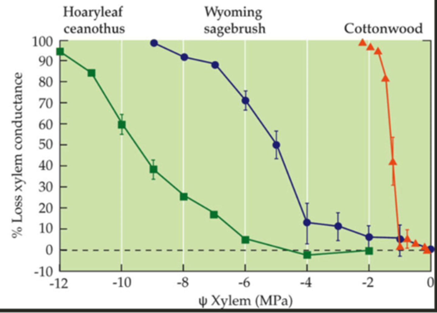 <p>cottonwood</p>