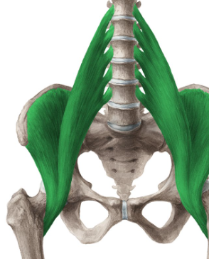 <p>origin: vertebrae t12-l5 and iliac crest </p><p>insertion: lesser trochanter </p><p>function: hip flexor</p>