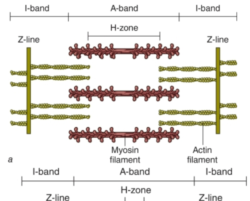 <p><span style="color: rgb(7, 1, 1);">The actin filaments at each end of the sarcomere slide inward on myosin filaments, pulling the Z-lines toward the center of</span><span style="color: rgb(7, 1, 1);"><br></span><span style="color: rgb(7, 1, 1);">the sarcomere and thus shortening the muscle fiber</span></p>