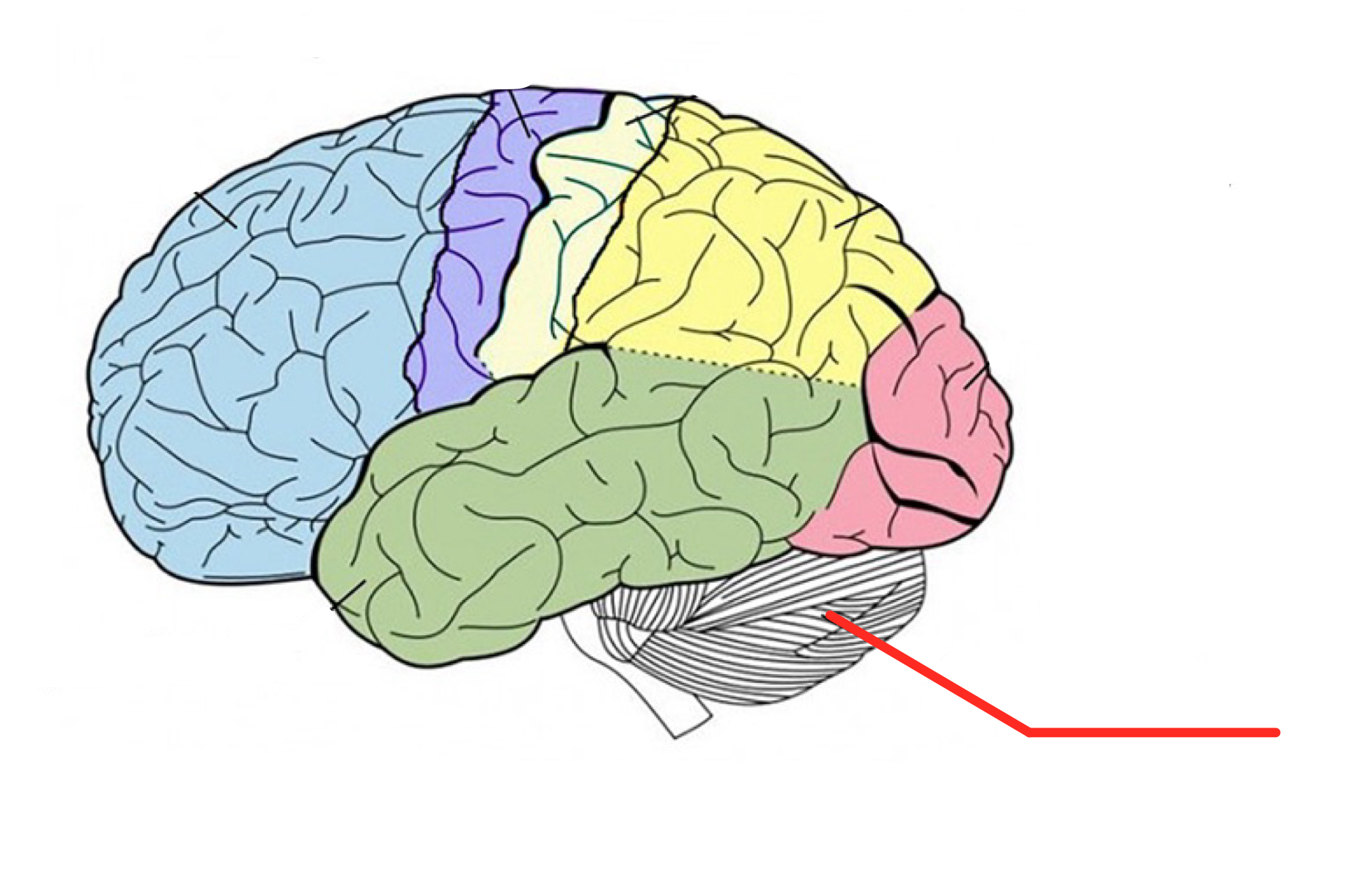 <p>Brain structure responsible for our sense of balance</p>