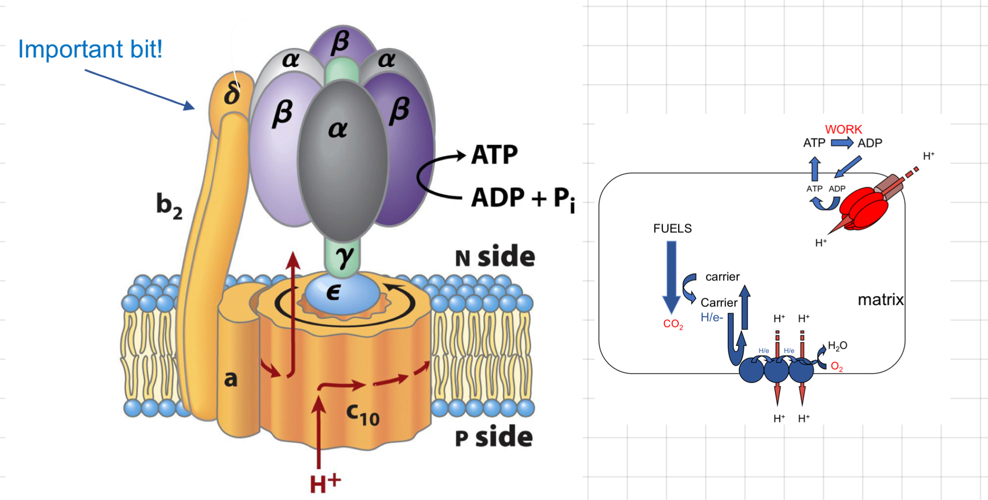 <ul><li><p>Using H+ gradient to make ATP</p></li><li><p>Movement of 3 H+ → 1 ATP per 1 rotation</p></li><li><p><u><strong>F0 channel:</strong></u> composed of 12 cylindrical proteins</p><ul><li><p>As protons enter →  <strong>γ subunit</strong> rotates</p></li></ul></li><li><p>Causes <strong>ß subunit</strong> of <u><strong>F1</strong></u> to change its conformation in 3 ways:</p><ul><li><p>Accepting ADP + Pi</p></li><li><p>Reacting them together to give ATP</p></li><li><p>Releasing ATP</p></li></ul></li></ul>