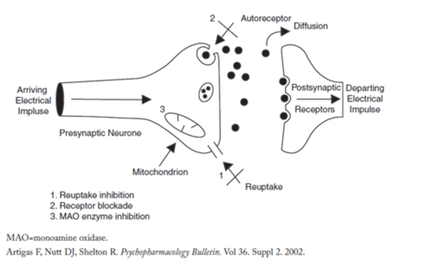 <p>1. Inhibit reuptake of neurotransmitter (5HT3)</p><p>2. Block receptor (prevent autoreceptors from inhibiting pre/s neurone)</p><p>3. Inhibit monoamine oxidase enzyme (on pre/s and cleft, its role is regulating neurotransmitter in pre/s by breaking it down in high amounts).</p>
