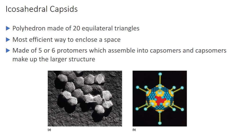 <p>-An icosahedron is a regular polyhedron with 20 equilateral triangular faces and 12 vertices (figure 18.1e). Icosahedral capsids are the most efficient way to enclose a space. They are constructed from assemblages of five or six protomers; the assemblages are called capsomers (figure 18.4). Capsomers composed of five protomers are called pentamers (pentons); hexamers (hexons) are capsomers that possess six protomers. Although many icosahedral capsids contain both pentamers and hexamers, some have only pentamers.</p>