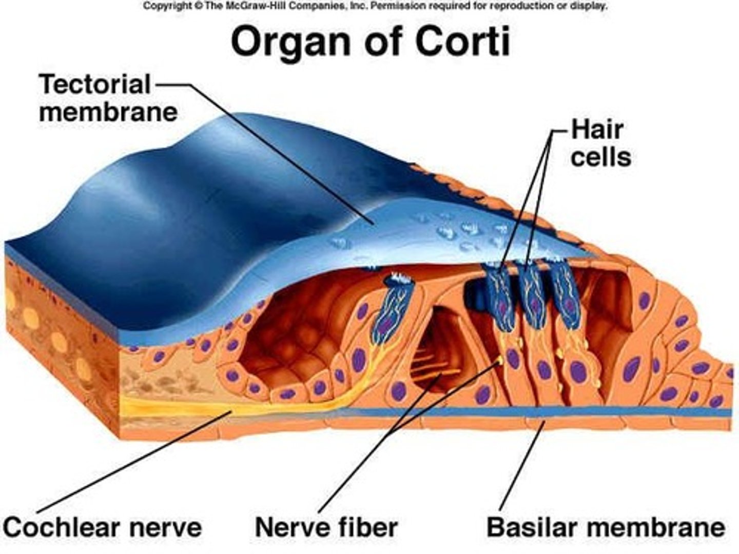<p>The organ of Corti transforms sound into electrical signals and is located on the basilar membrane.</p>