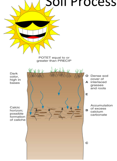 <p>Calcification</p>