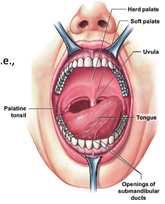 * mouth made for mechanical and some chemical digestion
  * hard palate: anterior roof
  * soft palate: posterior roof
  * uvula: prevents food from entering pharynx too soon
  * salivary glands: secrete some enzymes for digestion