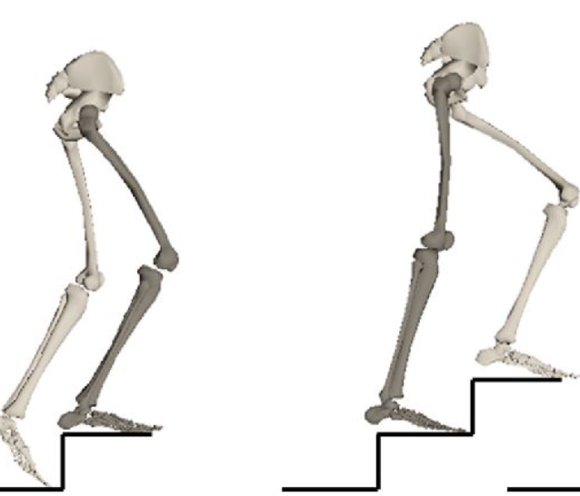 <ul><li><p>End of Pull Up (32%) to Forward Continuance (32-64%) of Stance Phase</p></li><li><p>Knee Motion</p></li><li><p>Vastus lateralis</p></li><li><p>Concentric</p></li></ul><p></p>