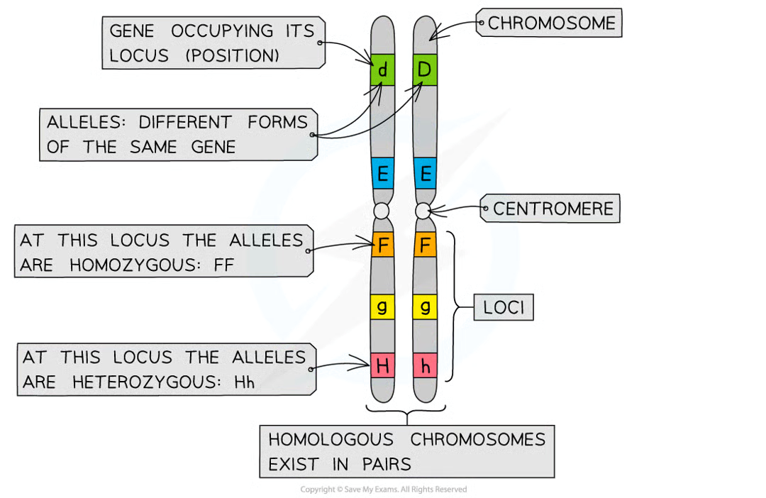<p>each gene can exist in 2+ diff forms = alleles. each have slightly diff nucleotide sequences but still occupy same position (locus) on chromsomes</p>