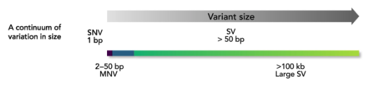<p>single nucleotide variant</p>