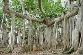 <p>roots hang downward to support heavy branches</p>