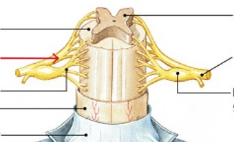 <p>Which branch of the spinal nerves:</p><ul><li><p>Contains axons of motor neurons</p></li></ul><p></p>