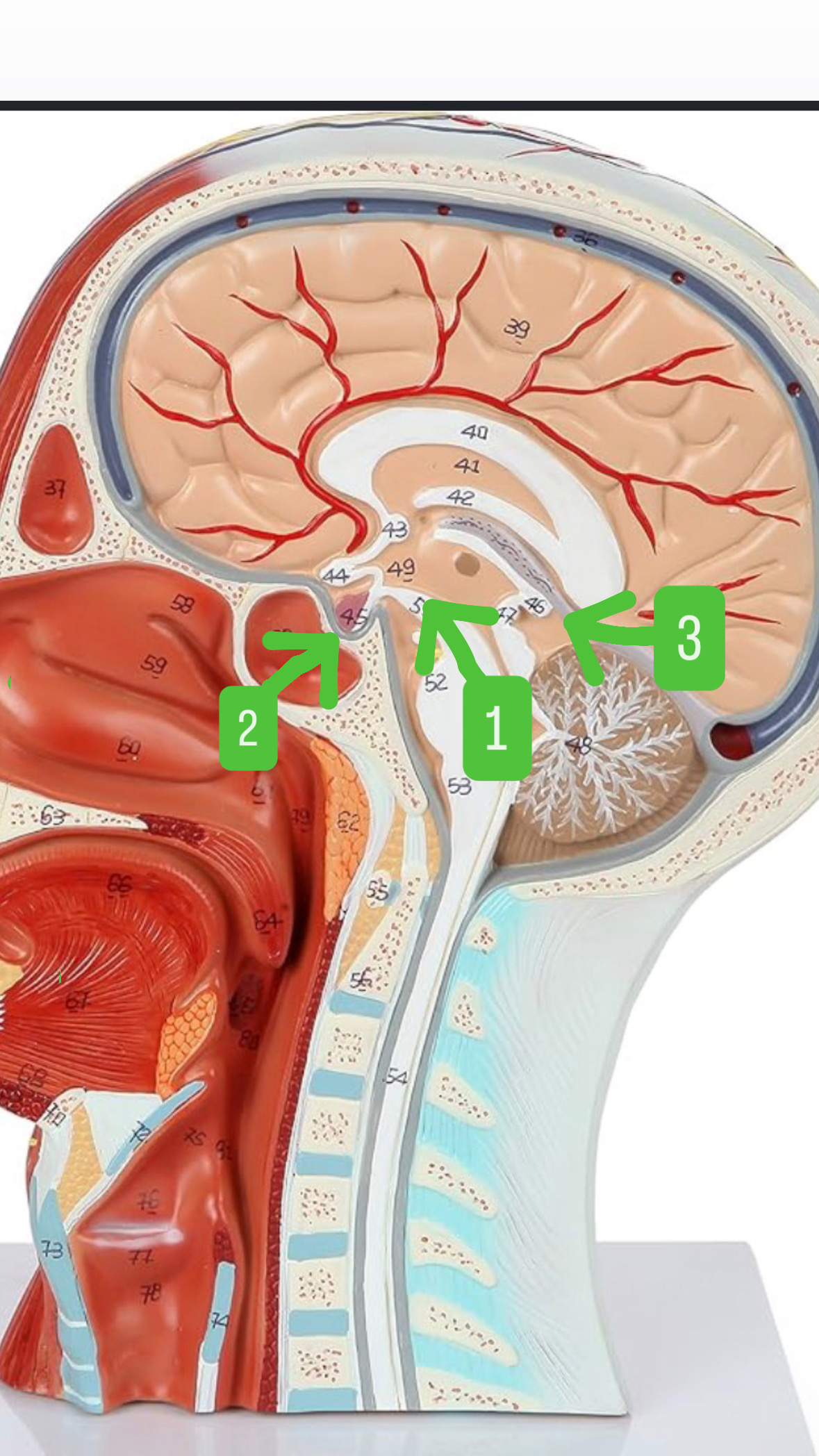 <p>Pituitary Gland</p>