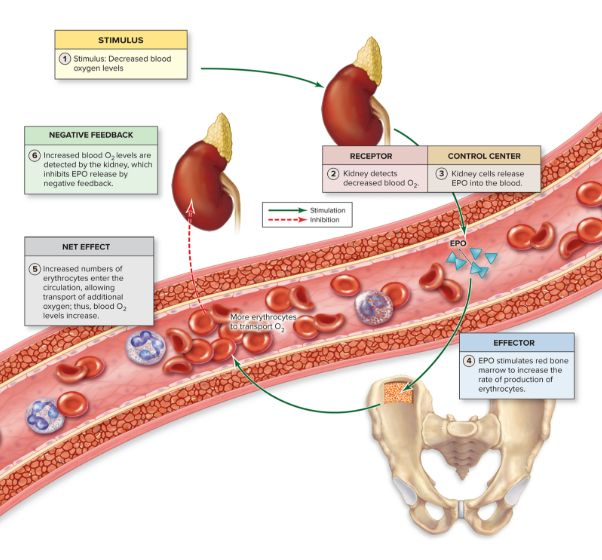<p>controlled thru <strong>negative feedback, Erythropoietin (EPO)</strong></p><ol><li><p><strong>stimulus </strong>- <strong>decrease </strong>in blood <strong>oxygen</strong></p></li><li><p><strong>receptors</strong> - chemoreceptors in kidney</p></li><li><p><strong>control center </strong>- cells in kidney release EPO</p></li><li><p><strong>effector </strong>- <strong>Red marrow myeloid cells </strong>respond to EPO by <strong>making more erythrocytes</strong></p></li><li><p><strong>net effect</strong> - The erythrocytes i<strong>ncrease blood’s oxygen</strong> carrying capacity</p></li><li><p><strong>negative feedback </strong>- Increase in blood oxygen <strong>inhibits EPO </strong>release (negative feedback)</p></li></ol><p></p>