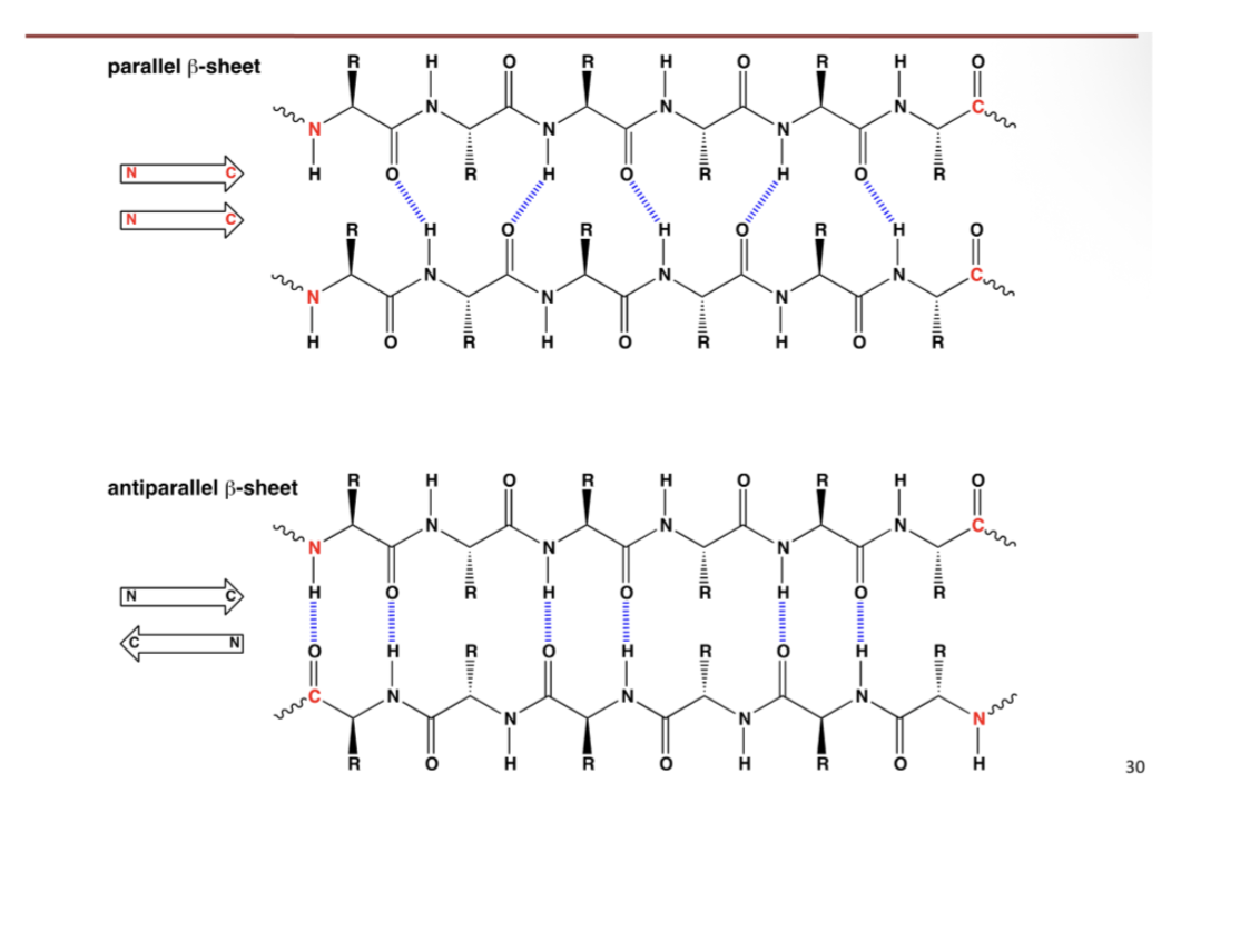 <ul><li><p><span style="background-color: transparent;">B-stands</span></p><ul><li><p><span style="background-color: transparent;">Backbone atoms are coplanar or “flat’</span></p></li></ul></li><li><p><span style="background-color: transparent;">Several strands can associate to form sheets (B-sheet)</span></p></li><li><p><span style="background-color: transparent;">Large sheets can curl around themselves, forming cylinders (B-barrels</span></p></li></ul><p><strong><br></strong></p><p><span style="background-color: transparent;">B- sheet can be parallel or antiparallel</span></p><p><br></p>