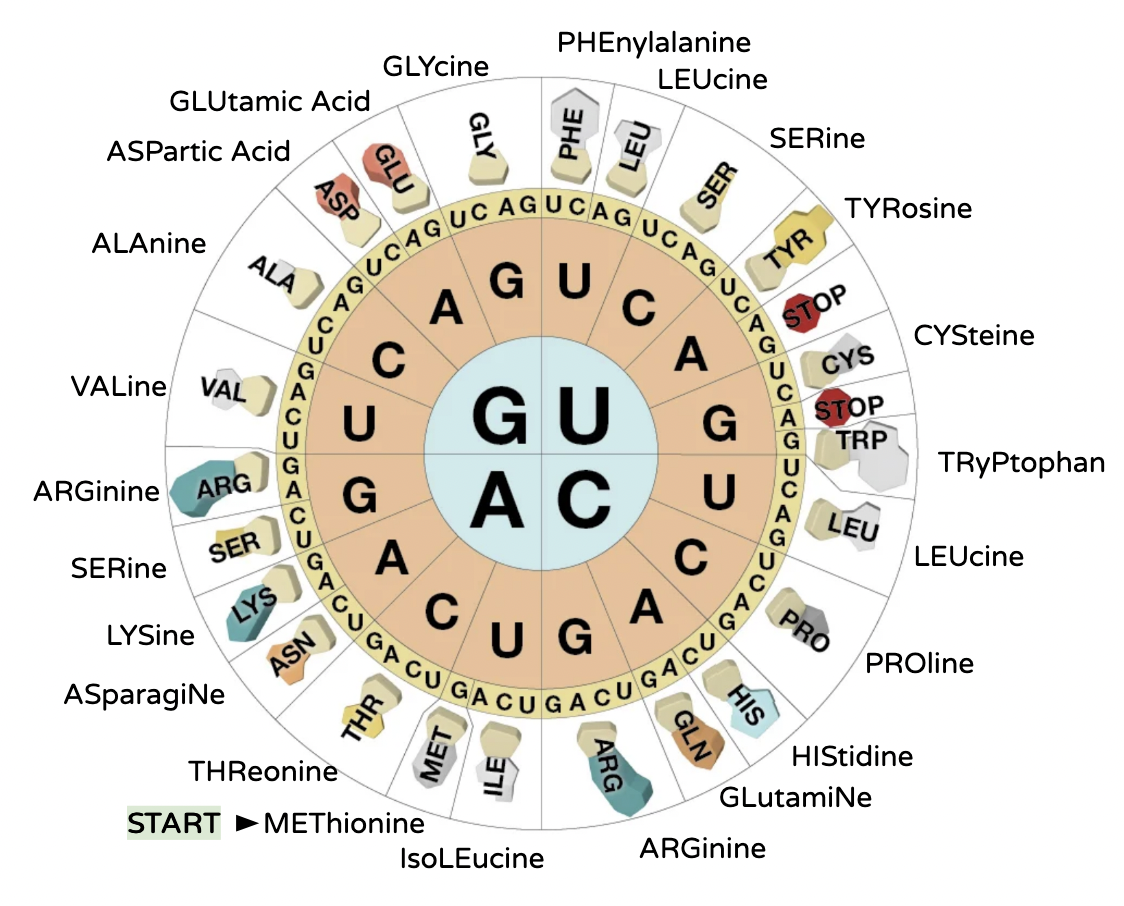 <p>True or False: One codon can code for more than amino acid.</p>