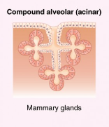 <p><span>Glands with multiple ducts, each with several saclike secretory portions.</span></p>