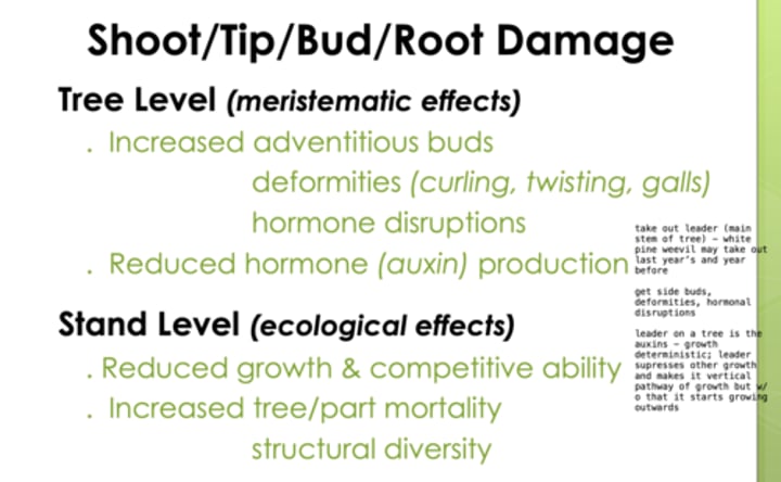 <p>Tree level are meristematic effects<br><br>INCREASED<br>-adventitious buds<br>-deformities (curling, twisting, galls)<br>-hormone disruptions<br><br>EX: white pine weevil<br><br>REDUCED<br>-hormone (auxin) production (the leader of the tree produces the auxin which causes the tree to grow upright)</p>