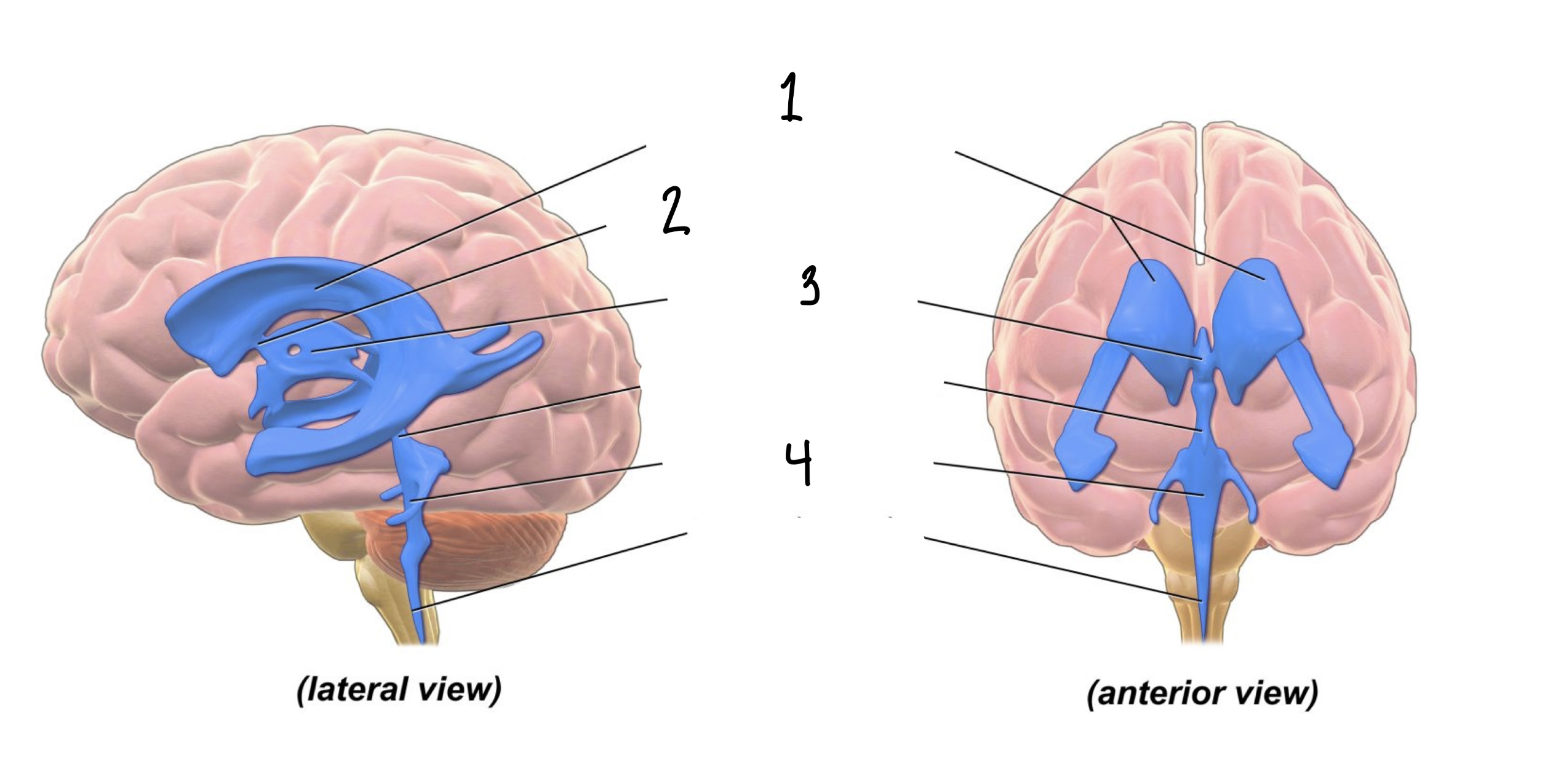 <p>4</p>