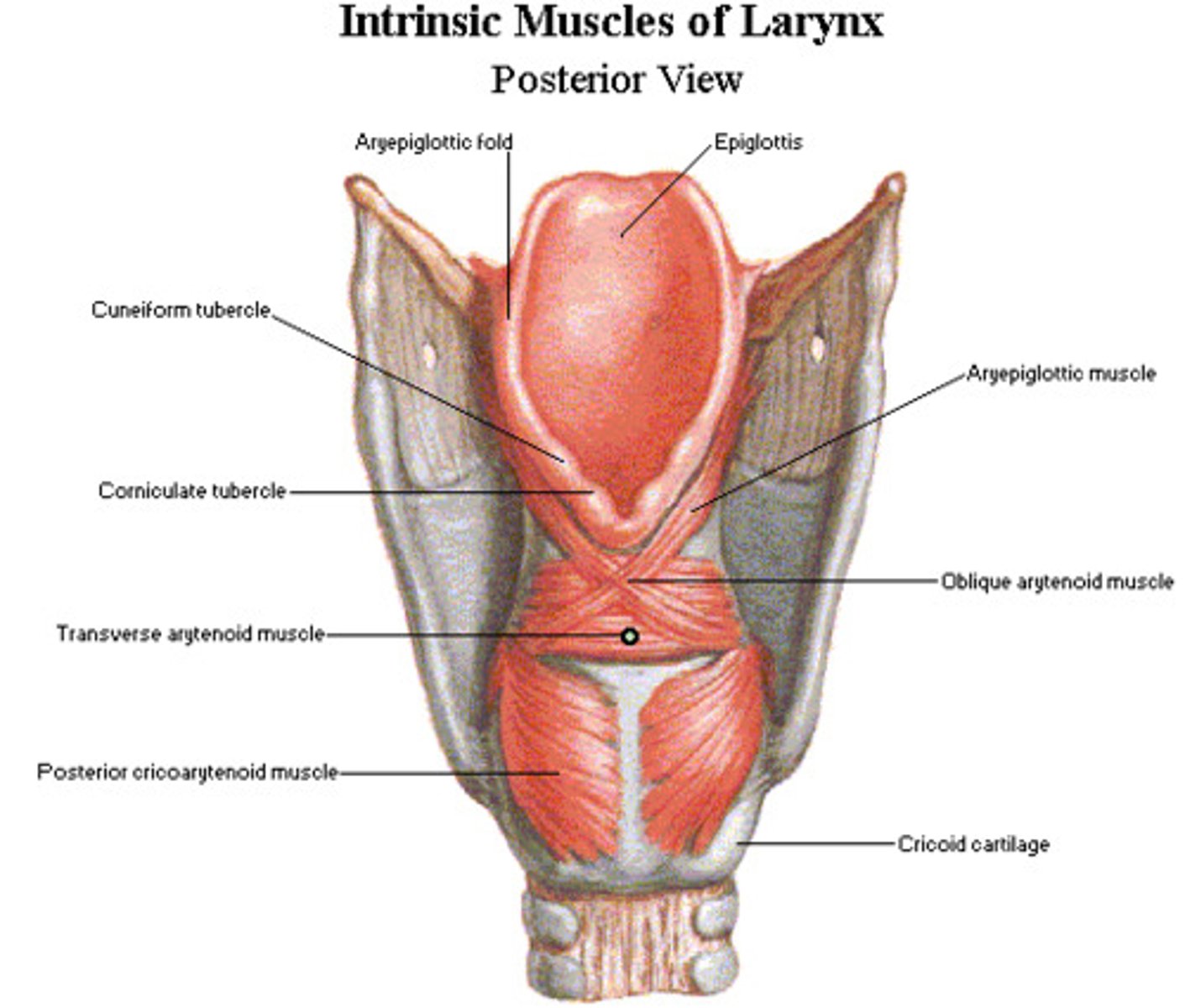 <p>Inferior Laryngeal Nerve Branch off of Recurrent Laryngeal Nerve (CN X)</p><p>Adducts arytenoid cartilage</p>