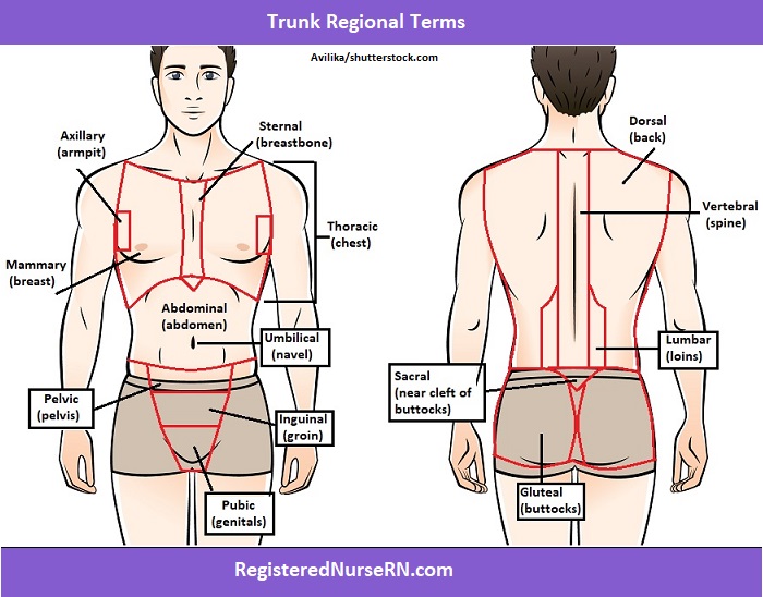 <p>Spinal Column</p>