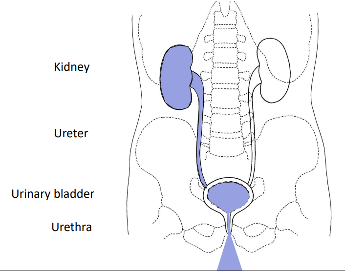 <p>- kidneys filter excess water, salts, and metabolic wastes from blood</p><p>- ureters carry urine to urinary bladder</p><p>- Urinary bladder stores urine</p><p>- micturition releases urine from urinary bladder into the urethra and out to the external environment (micturition is the decision making process for when we release urine)</p>