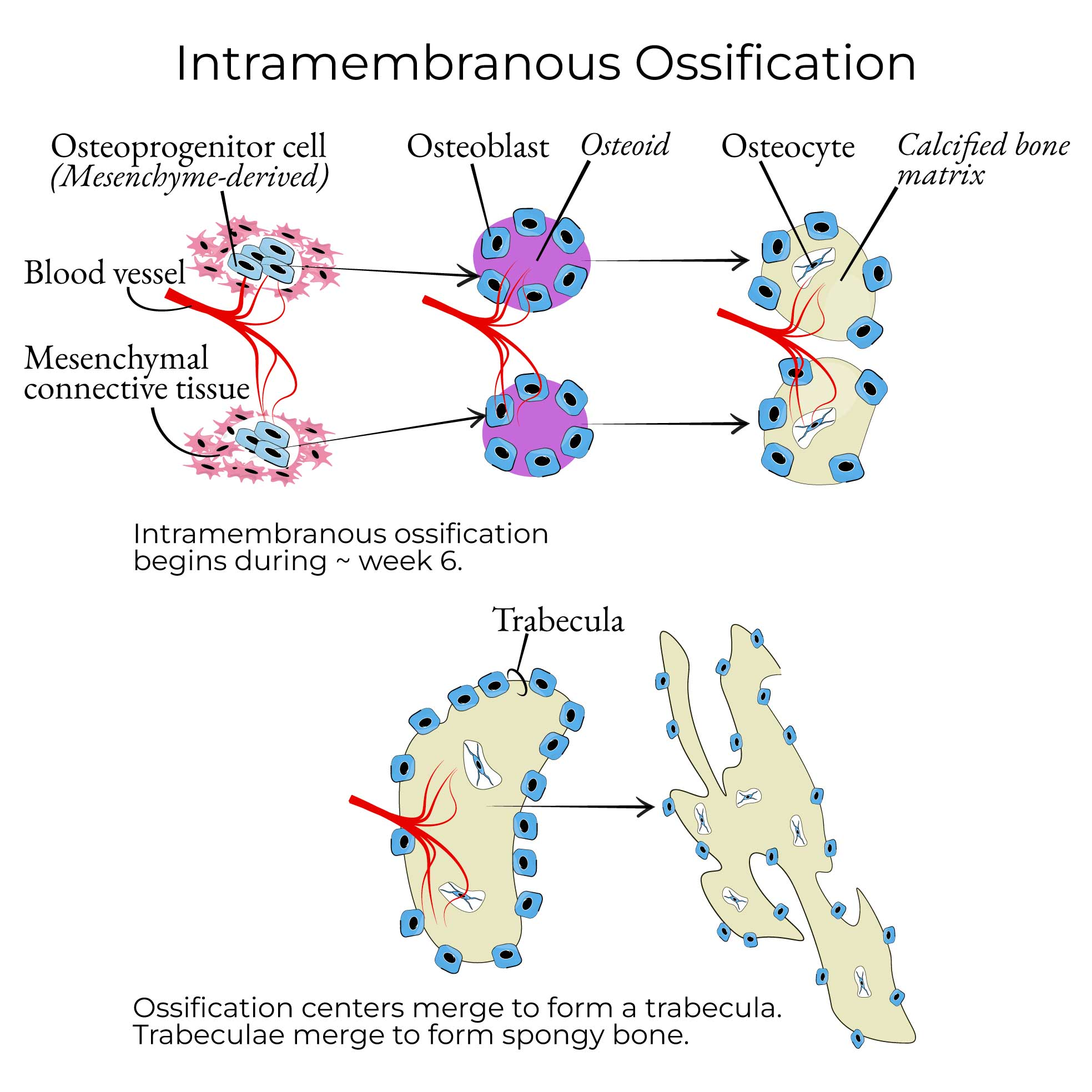 <p><strong>Bone Formation: Intramembranous Ossification</strong></p><p>-Skip the cartilage formation stage and go straight to building bones </p><p>-MSC → ___osteoblasts → osteoblasts without ________ framework → forms _____ and ____ bones </p>