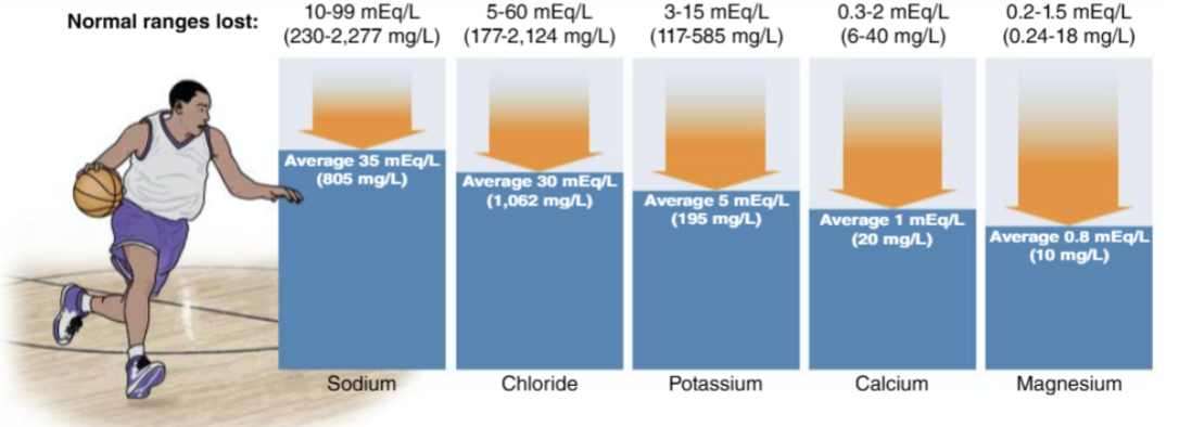 <p>Blood vessels constrict, water in the kidneys is reabsorbed, release of antidiuretic hormone</p>