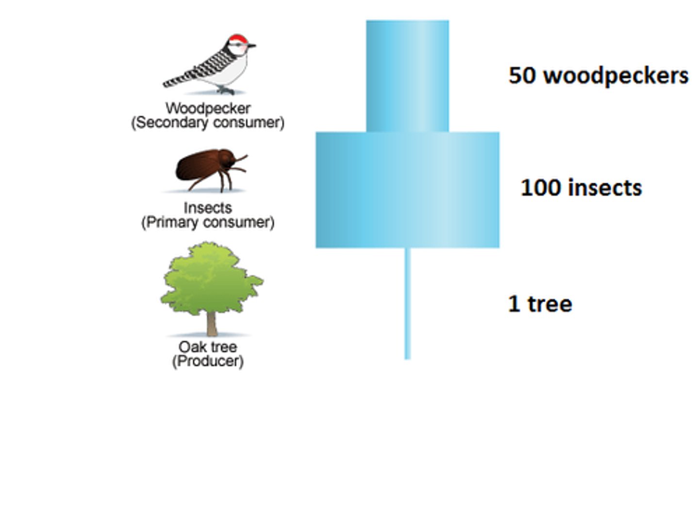 <p>represents the number of organisms at each trophic level</p>