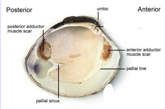 bivalia anatomy