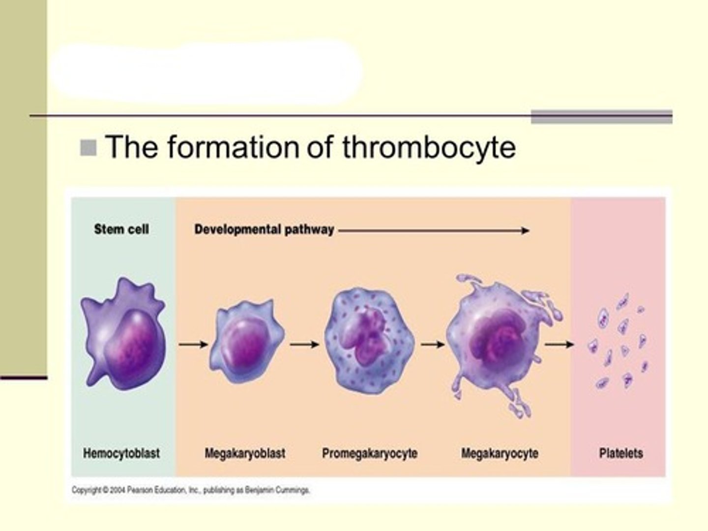 <p>Thrombopoietin (TPO), which is synthesized in the liver, kidneys and bone marrow</p>