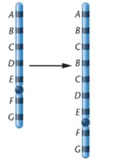 <p><span>What kind of chromosomal mutation is shown below?</span></p>