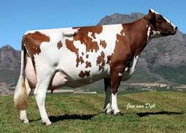 <p>What is this dairy beed?</p>