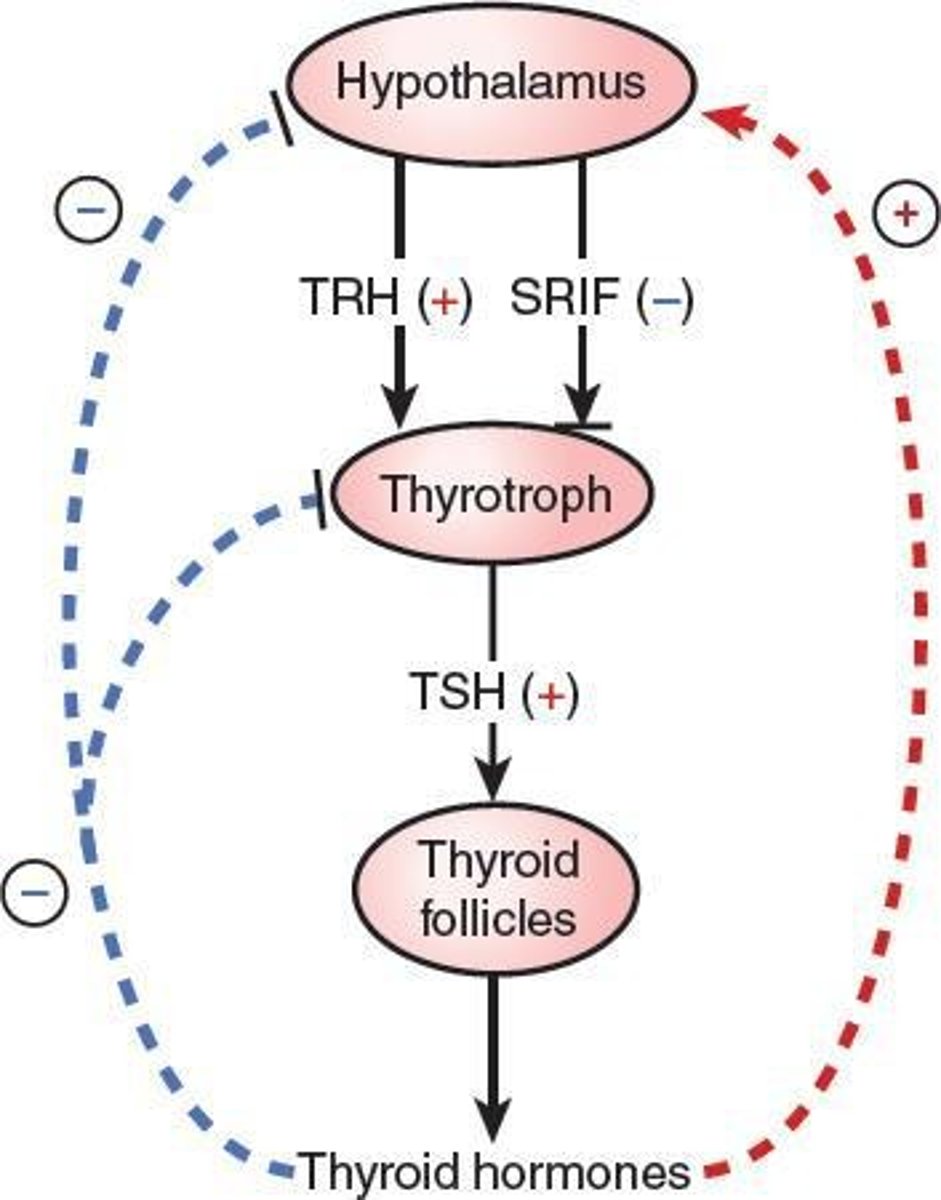 <p>The hypothalamus-pituitary-thyroid axis, primarily through negative feedback involving TRH and TSH.</p>