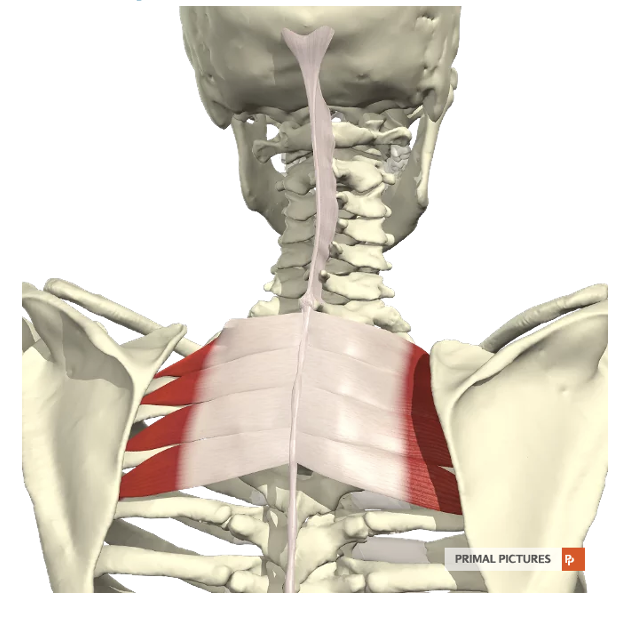 <p>Welke spier? Proximale en distel aanhechting? Innervatie? Functie?</p>