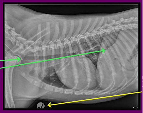 ANATOMY
All required anatomy is included 
CRANIAL Thoracic Inlet
CAUDAL Diaphragm 
VENTRAL Sternum skin margin 
DORSUM Vertebral bodies

LABELLING 
Correct marker 
Placed in an appropriate location