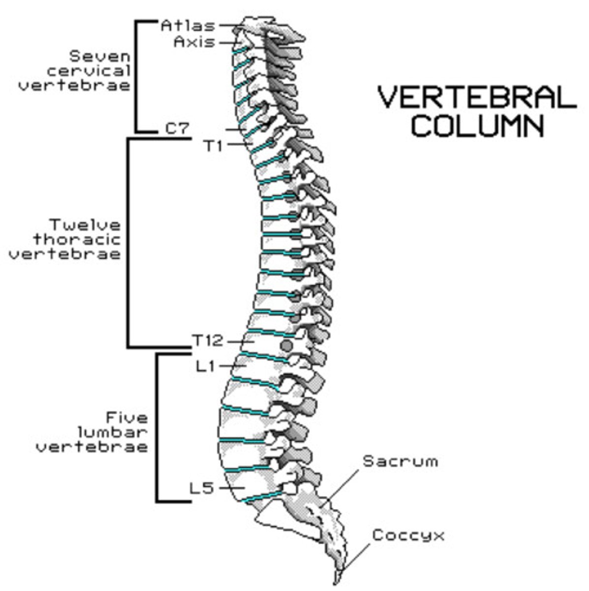 <p>33 vertebrae</p><p>(7 cervical, 12 thoracic, 5 lumbar, 5 sacral fused, 4 coccygeal fused)</p><p>'Wake up at 7, lunch at 12, go home at 5'</p>